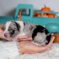 Cedarbrook, a male Border Collie for sale in Springfield, MO – Photo 5 of 6