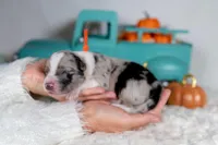 Cedarbrook, a male Border Collie for sale in Springfield, MO – Photo 5 of 6