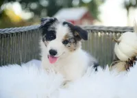 Suede, a male Border Collie for sale in Springfield, MO – 1 of 9