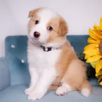 Upcoming, a  Border Collie for sale in Springfield, MO – Photo 4 of 9