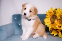 Upcoming, a  Border Collie for sale in Springfield, MO – Photo 4 of 9