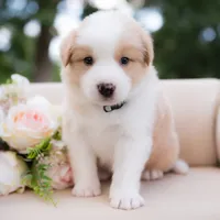 Upcoming, a  Border Collie for sale in Springfield, MO – Photo 6 of 9