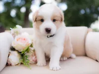 Upcoming, a  Border Collie for sale in Springfield, MO – Photo 6 of 9