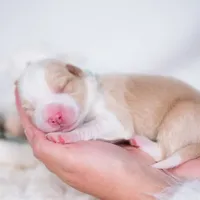 Upcoming, a  Border Collie for sale in Springfield, MO – Photo 8 of 9