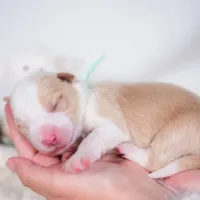 Upcoming, a  Border Collie for sale in Springfield, MO – Photo 9 of 9