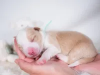 Upcoming, a  Border Collie for sale in Springfield, MO – Photo 9 of 9