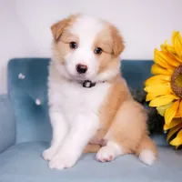 Upcoming, a  Border Collie for sale in Springfield, MO – Photo 2 of 9