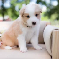 Upcoming, a  Border Collie for sale in Springfield, MO – Photo 5 of 9