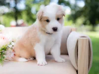 Upcoming, a  Border Collie for sale in Springfield, MO – Photo 5 of 9