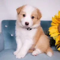 Upcoming, a  Border Collie for sale in Springfield, MO – Photo 3 of 9