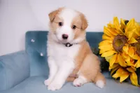 Upcoming, a  Border Collie for sale in Springfield, MO – Photo 3 of 9