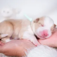 Upcoming, a  Border Collie for sale in Springfield, MO – Photo 7 of 9