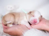 Upcoming, a  Border Collie for sale in Springfield, MO – Photo 7 of 9