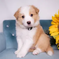 Upcoming, a  Border Collie for sale in Springfield, MO – Photo 1 of 9