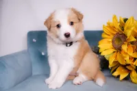 Upcoming, a  Border Collie for sale in Springfield, MO – Photo 1 of 9