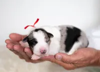 Suede, a male Border Collie for sale in Springfield, MO – 9 of 9