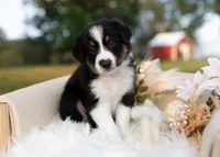 processed/d88d19c5-c1b5-4e2c-baef-1a3b1bf32465/listing/799d62ca-a773-40ab-8d20-e53f6595ac23/7ba5eda7-4e0c-48b4-8752-cb2a6aafd43d