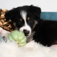 Hallow, a male Border Collie for sale in Springfield, MO – Photo 2 of 6