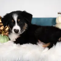 Hallow, a male Border Collie for sale in Springfield, MO – Photo 1 of 6