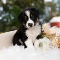 Hallow, a male Border Collie for sale in Springfield, MO – Photo 3 of 6