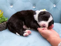 Onyx, a male Border Collie for sale in Springfield, MO – Photo 2 of 2