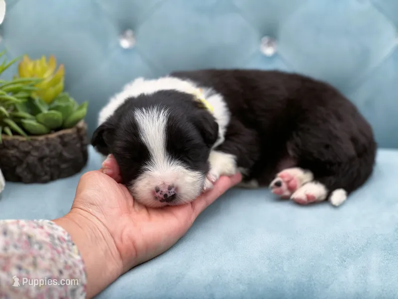 Onyx – Border Collie puppy for sale in Springfield, MO