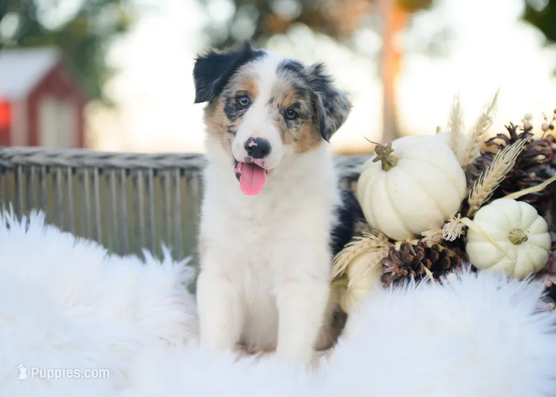 Chenille – Border Collie puppy for sale in Springfield, MO
