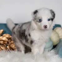 Nutmeg, a female Border Collie for sale in Springfield, MO – Photo 3 of 7