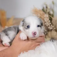 Nutmeg, a female Border Collie for sale in Springfield, MO – Photo 4 of 7
