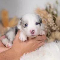 Nutmeg, a female Border Collie for sale in Springfield, MO – Photo 5 of 7