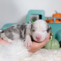 Nutmeg, a female Border Collie for sale in Springfield, MO – Photo 6 of 7