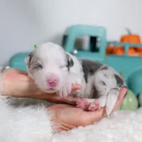 Nutmeg, a female Border Collie for sale in Springfield, MO – Photo 7 of 7