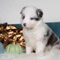 Nutmeg, a female Border Collie for sale in Springfield, MO – Photo 1 of 7