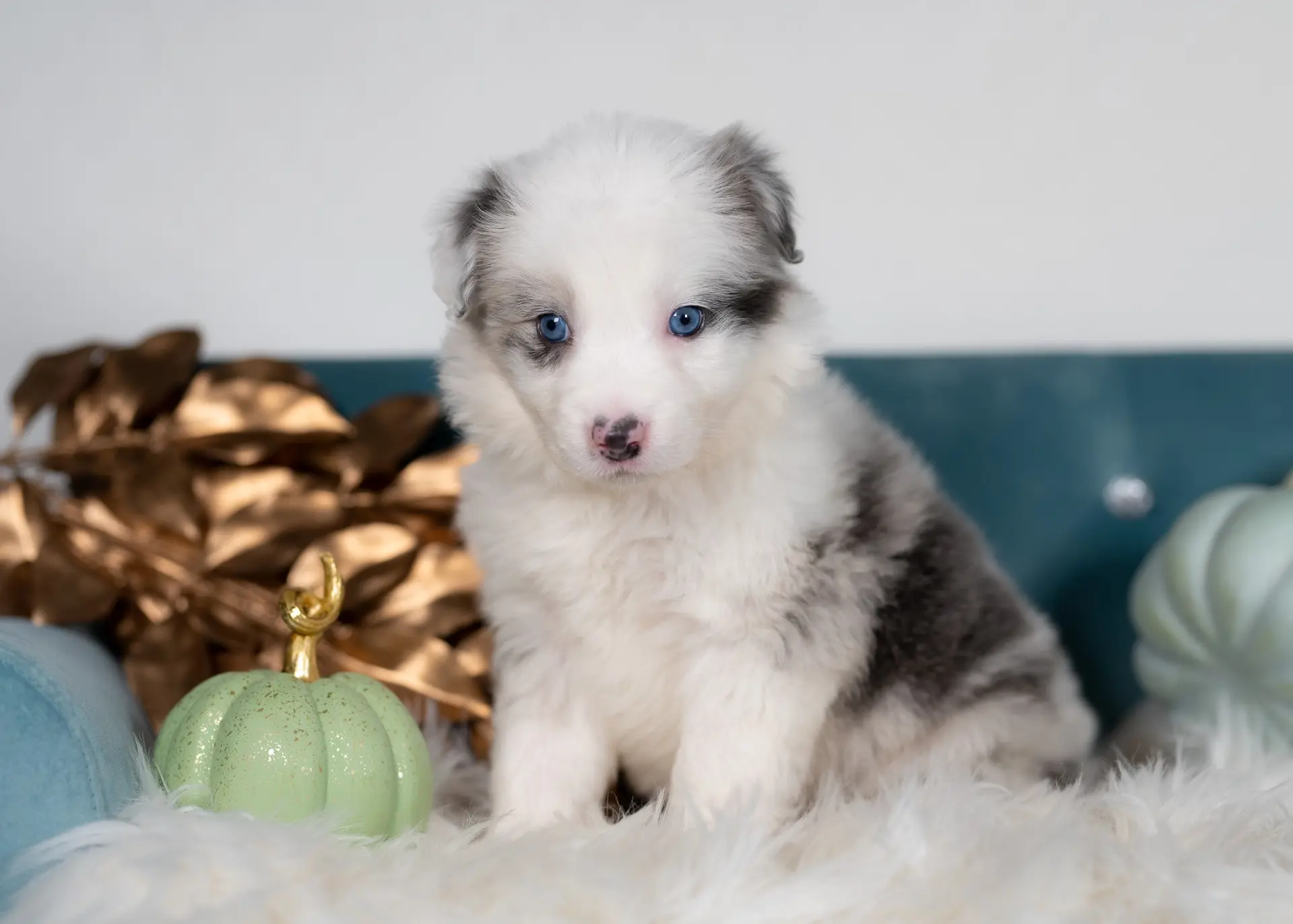 Nutmeg – Border Collie Puppy for Sale in Springfield, MO | Puppies.com