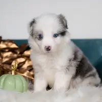 Nutmeg, a female Border Collie for sale in Springfield, MO – Photo 2 of 7