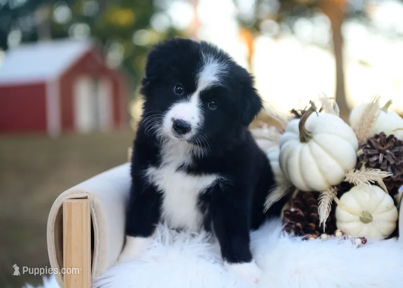 Gypsy – Border Collie puppy for sale in Springfield, MO