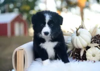 Gypsy, a female Border Collie for sale in Springfield, MO – 4 of 4