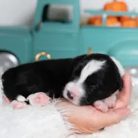 Ivy, a female Border Collie for sale in Springfield, MO – Photo 4 of 5