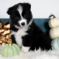 Ivy, a female Border Collie for sale in Springfield, MO – Photo 1 of 5