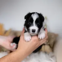 Ivy, a female Border Collie for sale in Springfield, MO – Photo 2 of 5