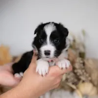 Ivy, a female Border Collie for sale in Springfield, MO – Photo 3 of 5
