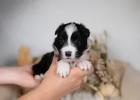 processed/d88d19c5-c1b5-4e2c-baef-1a3b1bf32465/listing/936b5735-0272-416e-a935-4b01bdec52d1/9f52931c-2795-47be-9de7-26cf11fa3f01