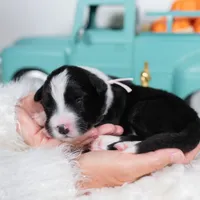 Ivy, a female Border Collie for sale in Springfield, MO – Photo 5 of 5