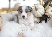 Velvet, a female Border Collie for sale in Springfield, MO – 6 of 10