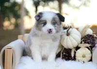 Miles, a male Border Collie for sale in Springfield, MO – 3 of 6
