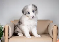 Snap, a female Border Collie for sale in Springfield, MO – Photo 3 of 10