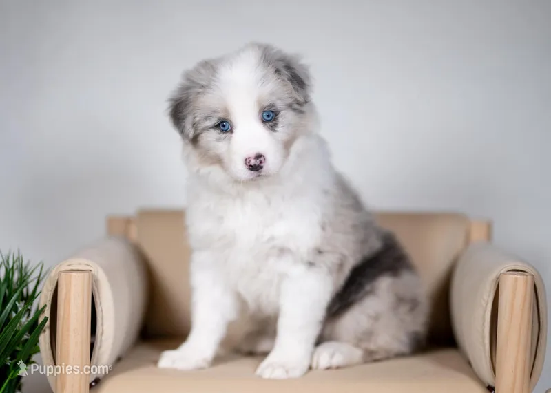 Snap, a female Border Collie for sale in Springfield, MO – Photo 1 of 10