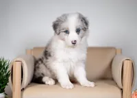 Snap, a female Border Collie for sale in Springfield, MO – Photo 2 of 10