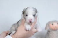 Snap, a female Border Collie for sale in Springfield, MO – Photo 10 of 10