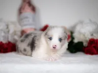 Snap, a female Border Collie for sale in Springfield, MO – Photo 6 of 10